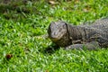 Adult Southeast Asian water monitor looking at the camera