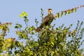 Adult Southern Crested Caracara Standing and Calling from a Treetop
