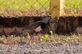 Adult Southern Lapwing Bird
