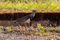 Adult Southern Lapwing Bird