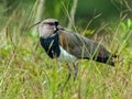 Adult Southern Lapwing