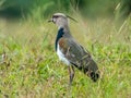 Adult Southern Lapwing