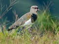 Adult Southern Lapwing