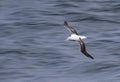 Southern Royal Albatross, Diomedea epomophora Royalty Free Stock Photo