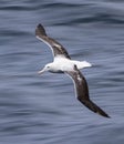 Southern Royal Albatross, Diomedea epomophora Royalty Free Stock Photo