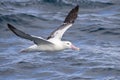 Southern Royal Albatross, Diomedea epomophora Royalty Free Stock Photo