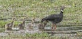 Adult Southern Screamer With Chicks Royalty Free Stock Photo