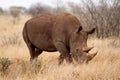 Adult southern white rhino roaming the savannah in the Kruger Park in South Africa