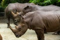 Adult southern white rhinoceros or southern square-lipped rhinoceros Royalty Free Stock Photo