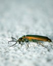 Adult spanish fly resting on a white wall