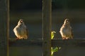 Adult sparrow feeding juvenile