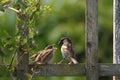 Adult sparrow feeding juvenile