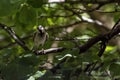 Adult Sparrow perched on a branch