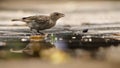 Adult sparrow reflected in water