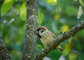 An adult sparrow sits on a branch of an apple tree with a beetle in its beak.
