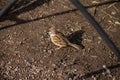 An adult sparrow