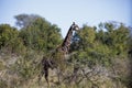 Adult specimen of African giraffe in the African savannah of South Africa, these big herbivorous animals live the wildlife of the Royalty Free Stock Photo