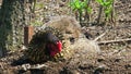 adult speckled hen bathing in a dirt at spring day time