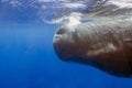 An adult Sperm Whale (Physeter macrocephalus) in the Caribbean Sea Royalty Free Stock Photo