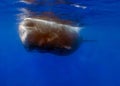 An adult Sperm Whale (Physeter macrocephalus) in the Caribbean Sea Royalty Free Stock Photo