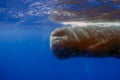 An adult Sperm Whale (Physeter macrocephalus) in the Caribbean Sea Royalty Free Stock Photo