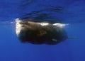 An adult Sperm Whale (Physeter macrocephalus) in the Caribbean Sea