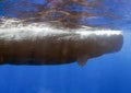 An adult Sperm Whale (Physeter macrocephalus) in the Caribbean Sea