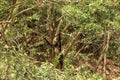 Adult spider monkey hanging from a tree in the Sumidero Canyon Canon del Sumidero, Chiapas, Mexico