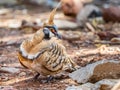 Adult Spinifex Pigeon