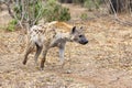 Adult Spotted hyena on alert