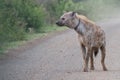 Adult spotted hyena Crocuta crocuta with a healed injury from a snare around its neck