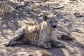 Adult spotted hyena rest in the shade of tree