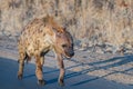 Adult spotted hyena at sunrise
