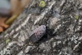 Adult spotted Lanternfly