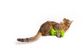 Adult spotted and striped cat with green dumbbells.