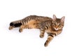 An adult spotted and striped Shorthair cat lies resting on a white background.