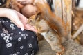 Adult squirrel eats nuts and other food from human hands