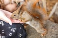 Adult squirrel eats nuts and other food from human hands