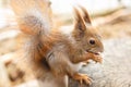 Adult squirrel eats nuts and other food from human hands