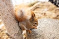 Adult squirrel eats nuts and other food from human hands