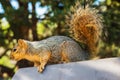 Adult Squirrel Royalty Free Stock Photo