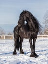 An Adult Stallion Frieze On A Snowy Field On A Farm On A Sunny Winter Day. A Horse With A Long Black Mane