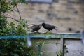 Adult starling feeding one of its  chicks Royalty Free Stock Photo