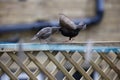 Adult starling feeding one of its  chicks Royalty Free Stock Photo