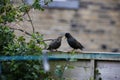 Adult starling feeding one of its  chicks Royalty Free Stock Photo