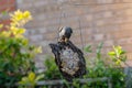 Adult starlings, hanging upside down on homemade bird feeder