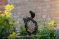 Adult starlings, hanging upside down on homemade bird feeder