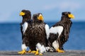 Adult Steller`s sea eagle.