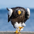 Adult Steller`s sea eagle. Close up, front, portrait of walking eagle. Royalty Free Stock Photo