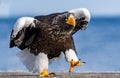 Adult Steller`s sea eagle. Close up, front, portrait of walking eagle.